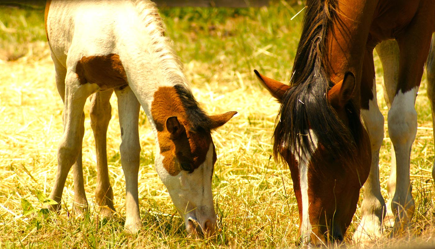 Chincoteague pony Katet