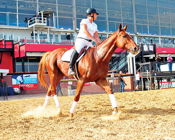 Thoroughbred Makeover Showcases Ex-Racehorses